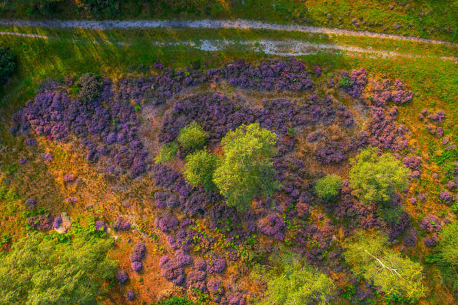 Shortheath Common Oakhanger