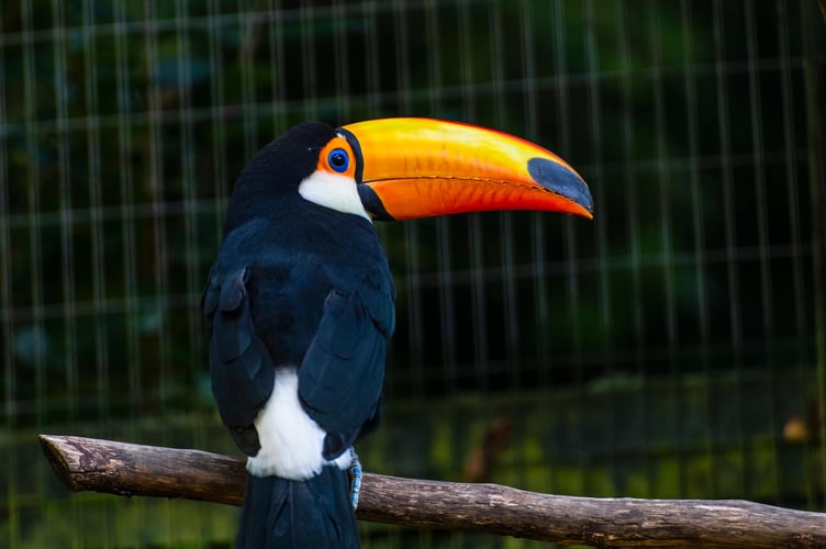 Toco Toucan Birdworld Sea Thieves PIC1