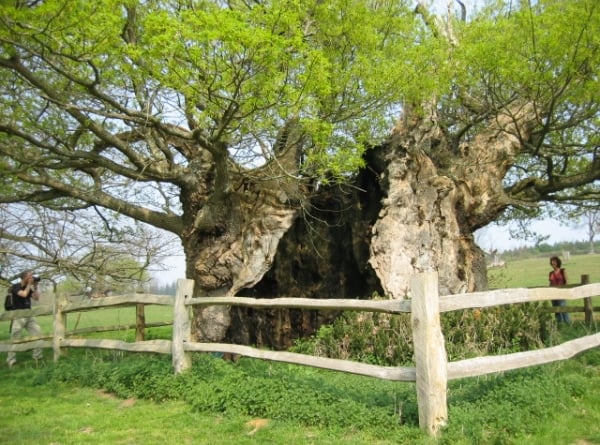 The Queen Elizabeth Oak could become tree of the year