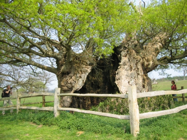 The Queen Elizabeth Oak could become tree of the year