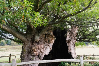 Help crown Cowdray's Queen Elizabeth Oak as Tree of the Year 2024