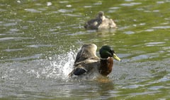 Almost 100 water pollution incidents not visited immediately in East Hampshire – as attendance drops across England