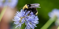 Bee-lieve it or not: Haslemere's wildflower meadows making a comeback