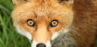 “Revolting” smell from woman's fox enclosures sparks court battle