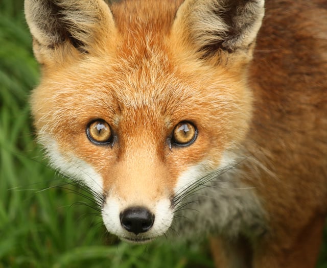 “Revolting” smell from woman's fox enclosures sparks court battle