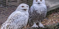 Love conquers owl at Birdworld as Moose finds new mate 