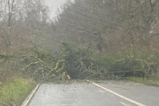 Fallen tree A272 West Meon Bramdean