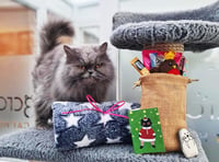 A purrfect Christmas at Longcroft Luxury Cat Hotel in Liphook