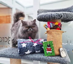 A purrfect Christmas at Longcroft Luxury Cat Hotel in Liphook