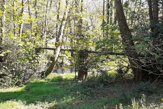 The sewage pipe at risk from trees near Liphook