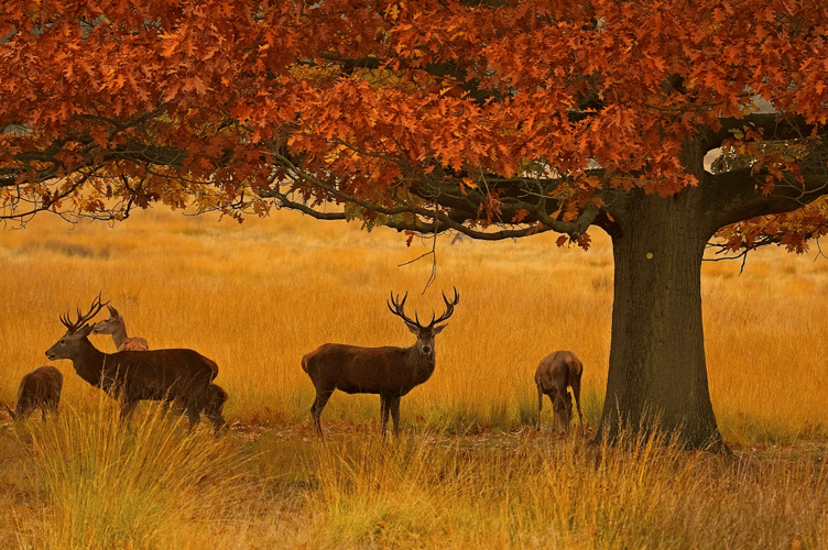 Richmond Park