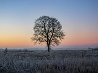 Haslemere Museum branches out with fascinating tree talk